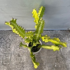 ＊ユーフォルビア ラクテア 多肉植物＊の画像