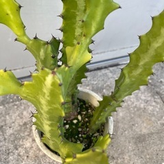 ＊ユーフォルビア ラクテア 多肉植物＊の画像