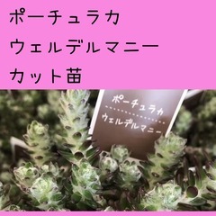 受付中/ポーチュラカ ウェルデルマニー カット苗 