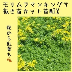 受付中/モリムラマンネングサ
