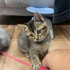 洋猫兄妹⭐︎ご応募頂き一旦停止させて頂きます