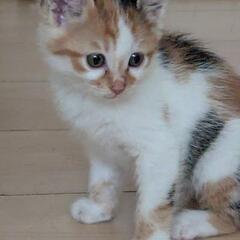 子猫　飼い主さま募集中