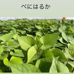 さつまいも苗　10本の画像