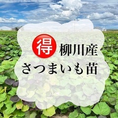 さつまいも苗　10本