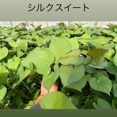 さつまいも苗　10本の画像
