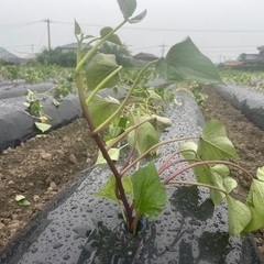 さつまいも苗　10本の画像
