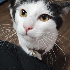 生後8ヶ月猫
