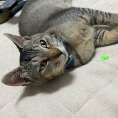 お腹みせてくれるキジくん