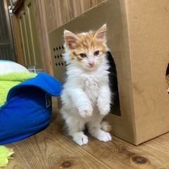 ⭐️💫とってかわいい子猫ちゃん✨🌟🙈