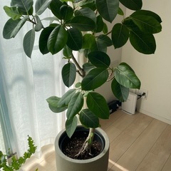 観葉植物　フィカスアルテシーマ　ゴムの木