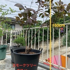 スモークツリー (グレース) / 15号プラスチック鉢