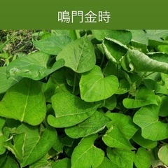 さつまいも苗　50本の画像