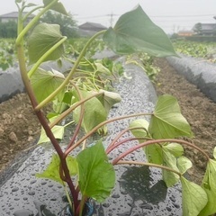 さつまいも苗　50本の画像