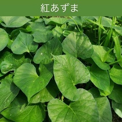 さつまいも苗　50本の画像