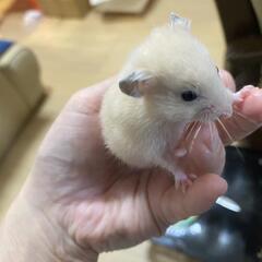 キンクマ