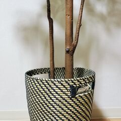 【最終値下げ】IKEA 人工観葉植物 FEJKA フェイカ +鉢カバーのセットの画像