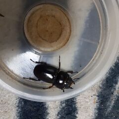 本土ヒラタクワガタ新成虫(メス／狛江市産)①の画像