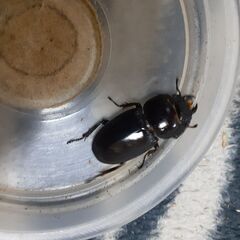 本土ヒラタクワガタ新成虫(メス／狛江市産)①の画像