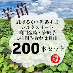 さつまいも苗　200本
