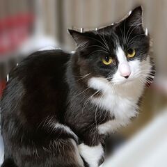 セロ君　黒白長毛　6月15日㈰　立川市にて譲渡会　すみれペットクリニックさんに出場予定です - 猫