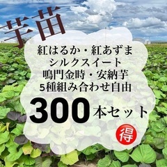 さつまいも苗　300本