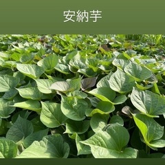 さつまいも苗　300本の画像