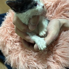 仔猫里親様　募集！