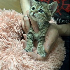 仔猫　里親様募集！