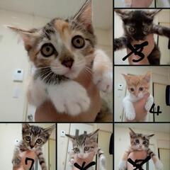 生後3ヶ月の子猫