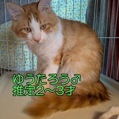 ゆうたろう♂　６月15日㈰立川市にて譲渡会　すみれペットク…
