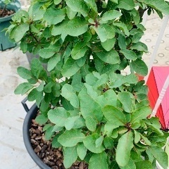 スモークツリー (ラブリーローズ) / 16号プラスチック鉢植えの画像