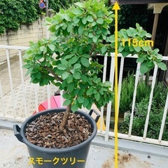 スモークツリー (ラブリーローズ) / 16号プラスチック鉢植えの画像