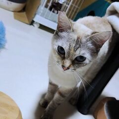 青い瞳が魅力的 人懐こい女の子2歳