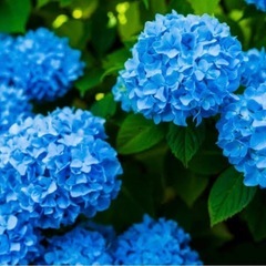 紫陽花を下さい🙇‍♀️