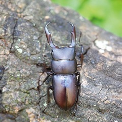 コクワガタ♂