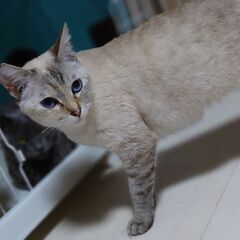 青い瞳が魅力的 人懐こい女の子2歳