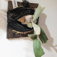 ビカクシダ ベイチーアーバンリバー (P. veitchii Auburn river)　観葉植物　コウモリランの画像