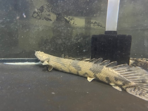 ワイルド　　コンゴ産　ポリプ　カミハタブリード