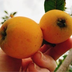 【1名様限定‼️】ビワの苗🌱の画像