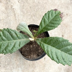 【1名様限定‼️】ビワの苗🌱の画像