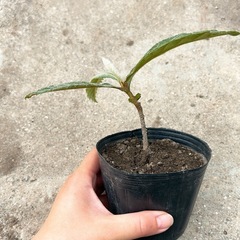【1名様限定‼️】ビワの苗🌱の画像