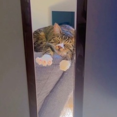 オス猫 5才 - 猫