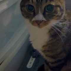 オス猫 5才