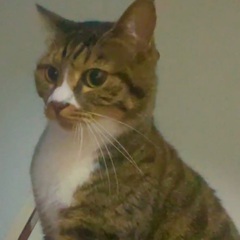 オス猫 5才 - 町田市