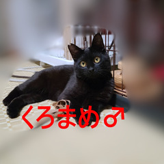 くろまめ　黒猫♂　10ヵ月　6月15日（日）　立川市　譲渡…