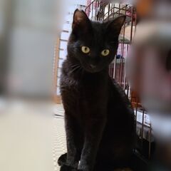くろまめ　黒猫♂　10ヵ月　6月15日（日）　立川市　譲渡会　すみれペットクリニック様に出場予定 - 猫