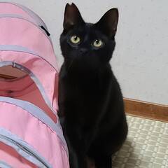 くろまめ　黒猫♂　10ヵ月　6月15日（日）　立川市　譲渡会　すみれペットクリニック様に出場予定 − 山梨県