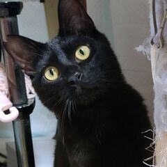 くろまめ　黒猫♂　10ヵ月　6月15日（日）　立川市　譲渡会　すみれペットクリニック様に出場予定 - 上野原市