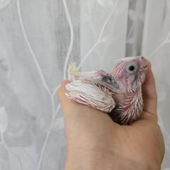 オカメインコ 雛 WFヘビーパールパイド 訳あり