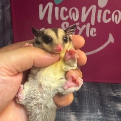 フクロモモンガ　モザイク　リングテール